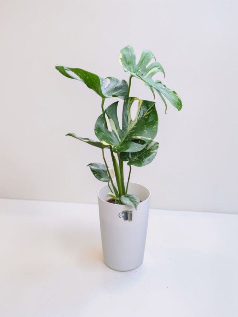 Monstera Deliciosa Thai Constellation Kolekcjonerska Duża Wybarwiona