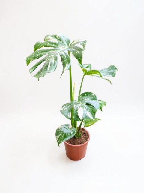 Monstera Deliciosa Thai Constellation Kolekcjonerska Duża Wybarwiona