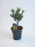 OLEA europaea (Oliwka)