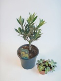 OLEA europaea (Oliwka)