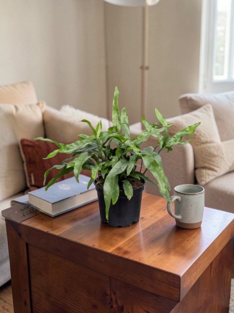 PAPROĆ MICROSORUM DIVERSIFOLIUM paproć Kangurza