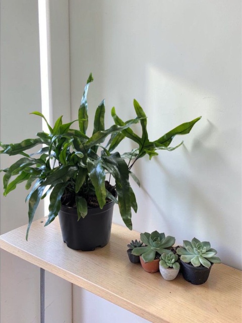 PAPROĆ MICROSORUM DIVERSIFOLIUM paproć Kangurza