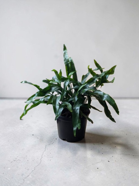 PAPROĆ MICROSORUM DIVERSIFOLIUM paproć Kangurza