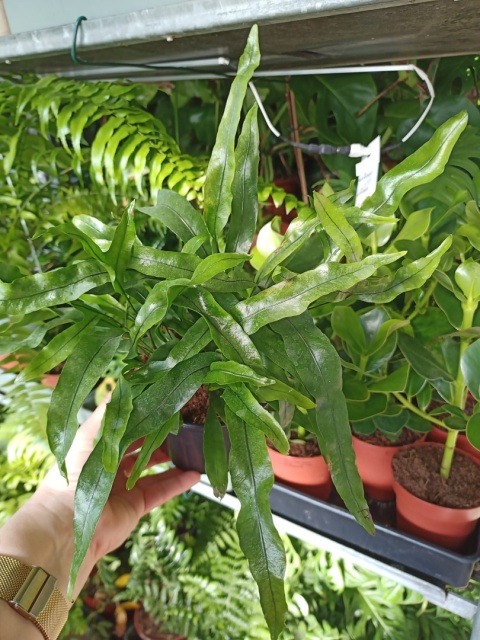 PAPROĆ MICROSORUM DIVERSIFOLIUM paproć Kangurza