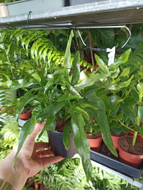 PAPROĆ MICROSORUM DIVERSIFOLIUM paproć Kangurza