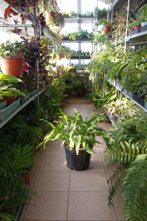 PAPROĆ MICROSORUM DIVERSIFOLIUM paproć Kangurza