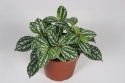 Pilea