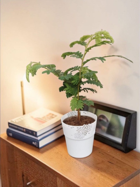 Tamarindus indica (Tamaryndowiec indyjski)