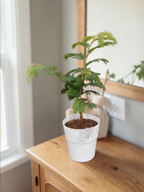 Tamarindus indica (Tamaryndowiec indyjski)