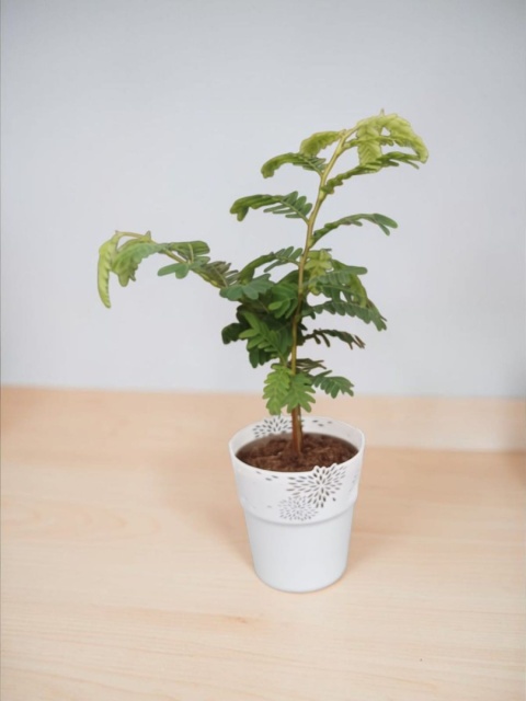 Tamarindus indica (Tamaryndowiec indyjski)