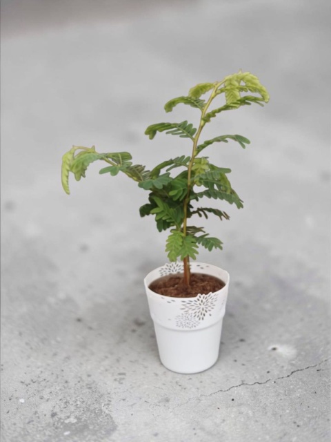 Tamarindus indica (Tamaryndowiec indyjski)